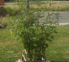 Mon hibiscus des marais en boutons