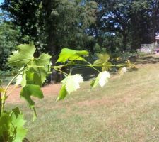 Pieds de vigne de table