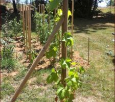 Pieds de vigne de table