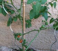 Tomates à 2 mois 1/2