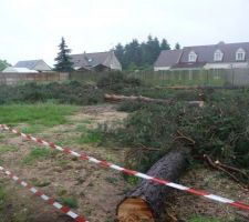 Abattage des 11 arbres