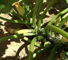 Courgettes blanches de notre potager.