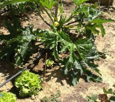 Courgettes jaunes de notre potager. Un vrai régal