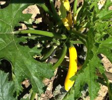 Courgettes jaunes