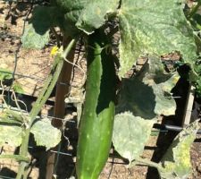 Concombre sans pépins du potager. Nous en avons déjà cueilli une douzaine