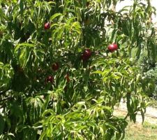 Notre brugnonier charger de fruits?