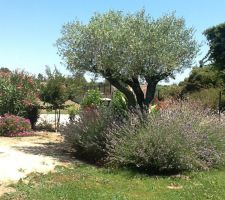 Aperçu d'une partie de notre jardin. Côté est