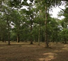 Vue du parc nettoyé!