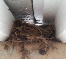 Le premier habitant !!!