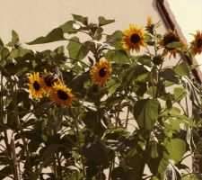 Zoom sur les tournesols