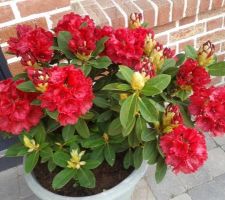 Rhododendrons en fleurs
