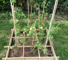 Petites tomates deviendrons grandes