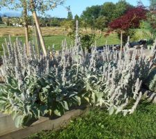 Stachys lanata