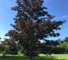 L'arbre qui est pile devant notre future maison