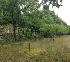 Une partie des restanques, il y a 4500m²