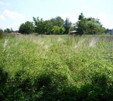 Avant d&eacute;broussaillage