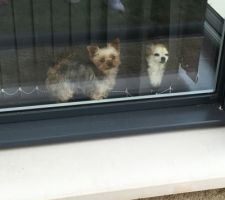 Pendant la pose de pavé nos petites chiennes surveillent l'avancement des travaux