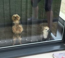 Pendant la pose de pavé nos petites chiennes surveillent l'avancement des travaux