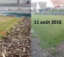 Évolution de la haie en 5 mois