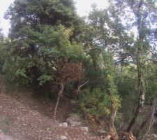 Le côté forêt ! qui est débroussaillé maintenant !