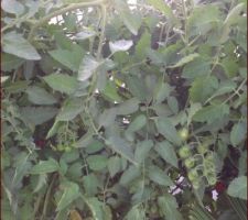 Tomates pour l'apéro