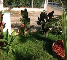 Cannas en plaine croissance