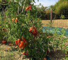 Tomate, récolte miraculeuse
