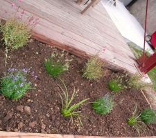 Lavande, gaura, carex, pennisetum