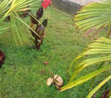 Le jardin sous la pluie