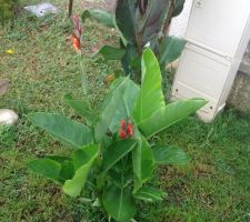 Le jardin sous la pluie