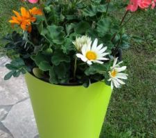 Pour égayer la terrasse qui sera à repenser, nous avons ajouté 3 pots verts pomme garnis de quelques fleurs qui résisteront jusqu'aux baisses des températures.