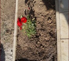 Chemin en dalle pour accéder a notre entrée avec petite jardinière