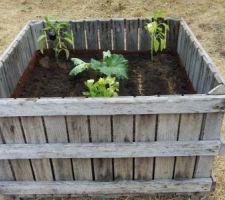 Le 1er carré potager