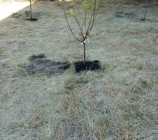 Les premiers arbres : un pommier, un cerisier et un pêcher