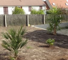 Semis gazon :D
Palmiers et yucca plantés!