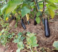 Aubergines