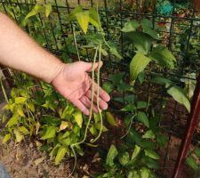 Haricots spaghetti