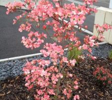 Cornus Florida Rubra