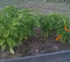 Piments au jardin, la seule réussite de l'année :/