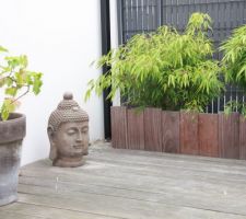 Ambiance zen ça pousse pour le bambou et le pied de vigne