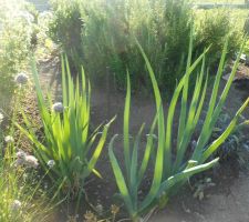 Carré des aromatiques - ciboule