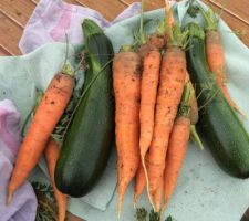 Carotte et courgette