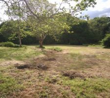 Vue terrain du bas et limite constructible / non constr.