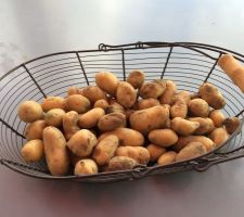 Mes premières patates ?