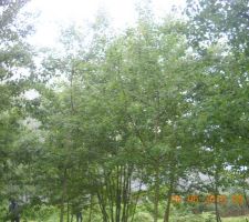 Nettoyage du terrain