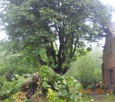 Nettoyage du terrain