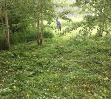 Nettoyage du terrain