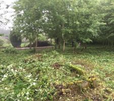 Nettoyage du terrain