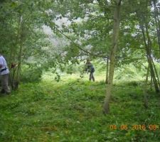 Nettoyage du terrain