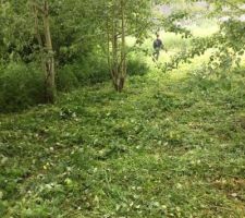 Nettoyage du terrain